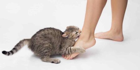 Почему кошка бросается на ноги и кусает?